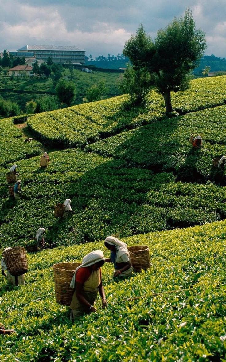 Plantation Management